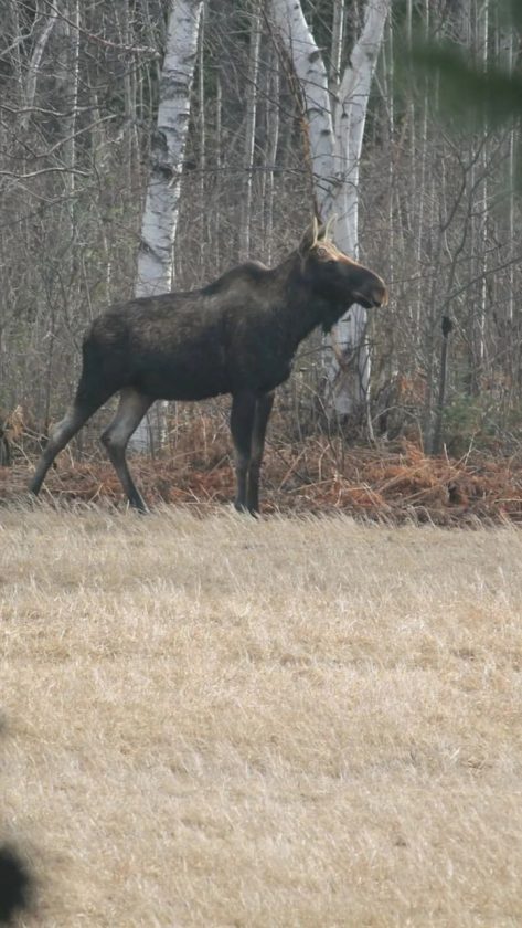 Moosing around | News, Sports, Jobs - The Mining Journal - Vimarsana News